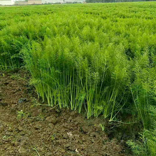 茴香种子种籽苗孑小茴四季盆栽