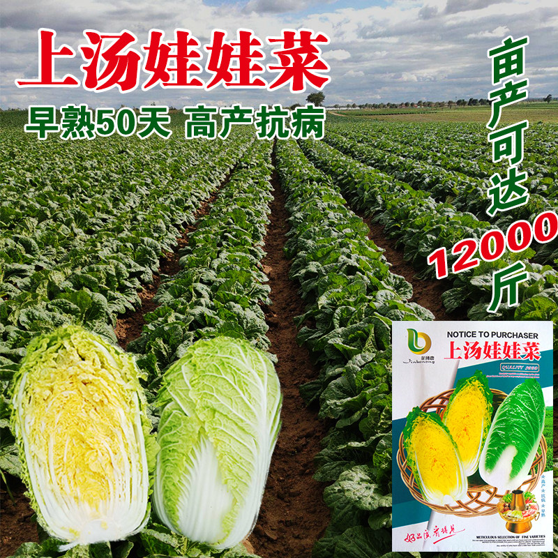 上汤娃娃菜种子小型白菜黄心白菜阳台四季蔬菜种子四季播包邮秋季