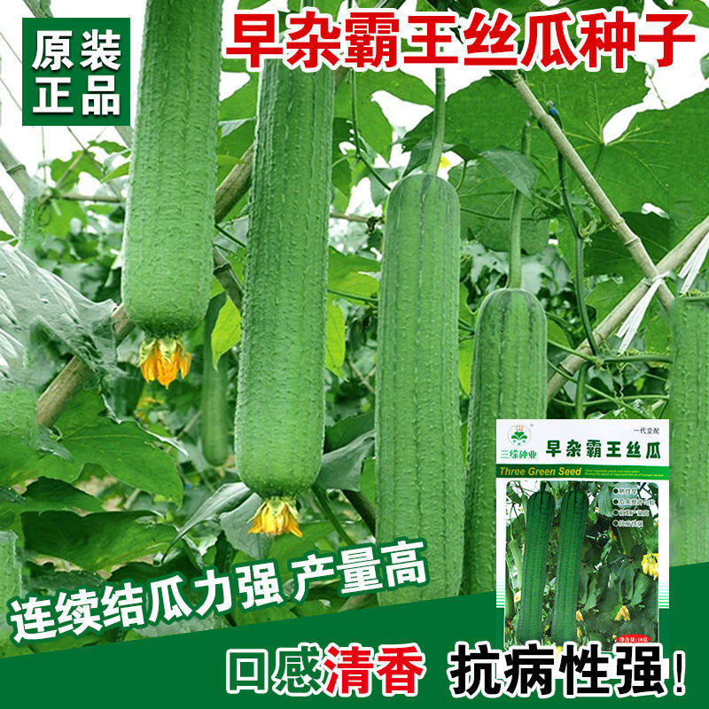 早杂霸王肉丝瓜种子 特大籽 早熟巨型香丝瓜果蔬菜种孑 春夏季播