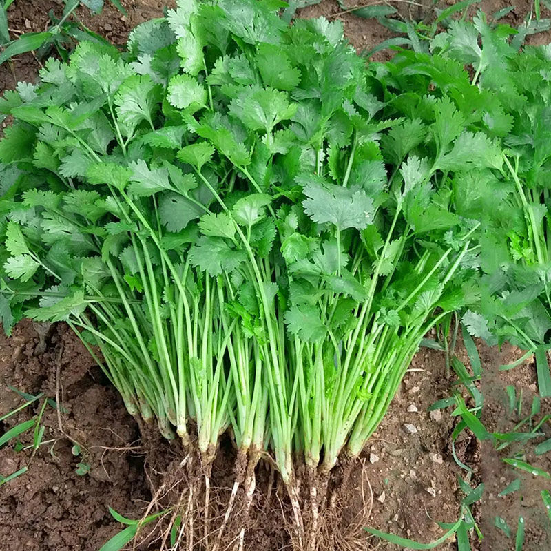 四季速生香菜种子农家香菜盆栽大叶芫荽种孑食用香菜籽种蔬菜种籽