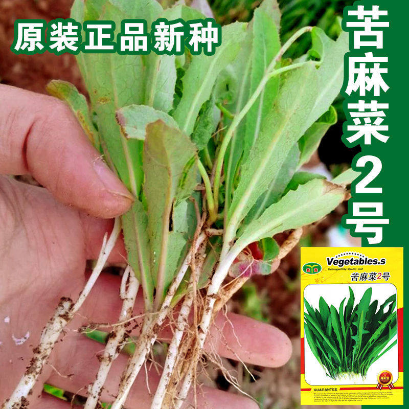 曲菜种子 苦麻菜种子取麻菜苦葛麻 苣菜苣荬蔬菜春季蔬菜