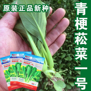 紫色小松菜种子油菜青菜种籽25天采收春季 阳台盆栽蔬菜种孑 四季