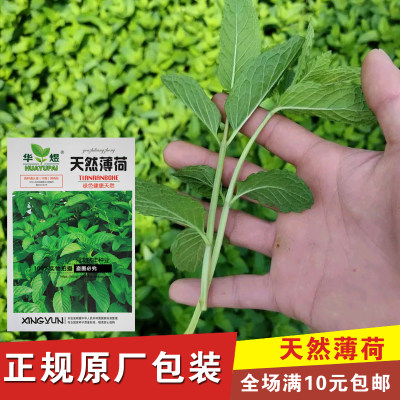 天然可食用柠檬阳台盆栽薄荷种子