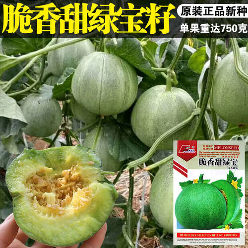 农家春季酥脆香瓜高产庭院绿宝