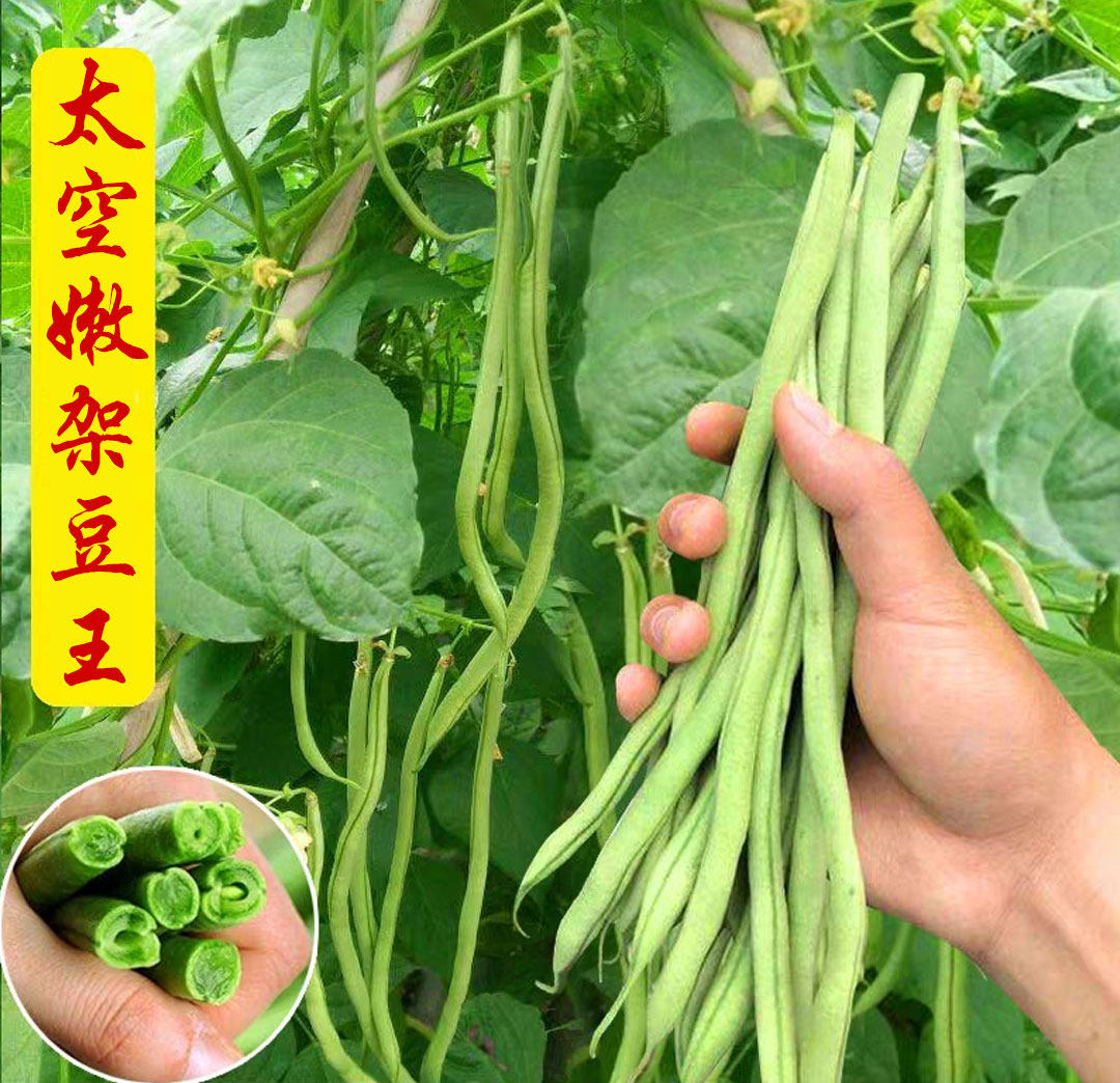 太空嫩架豆王豆角种子春秋四季蔬菜种孑庭院高产无丝筋豆架豆种籽