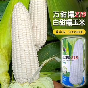 万甜糯218玉米种子审定大棒玉米种籽早熟矮杆甜糯白粘糯软甜春季