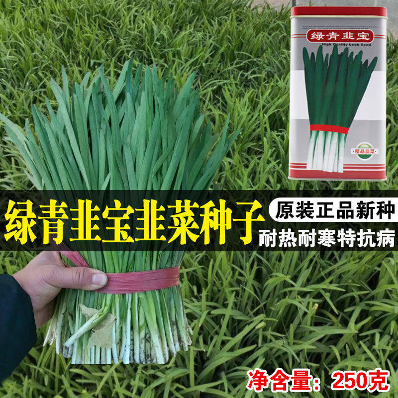 绿青韭宝 国产春季秋播太空育种技术抗寒抗热 韭菜种子冬季不休眠