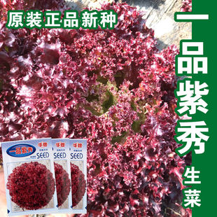 播高端蔬菜春季 一品紫秀紫叶生菜种子苦菊莴苣阳台盆栽蔬菜种四季