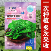 肥厚大圆叶木耳菜种子小青菜爬藤蔬菜种籽四季 播大叶木耳菜种子