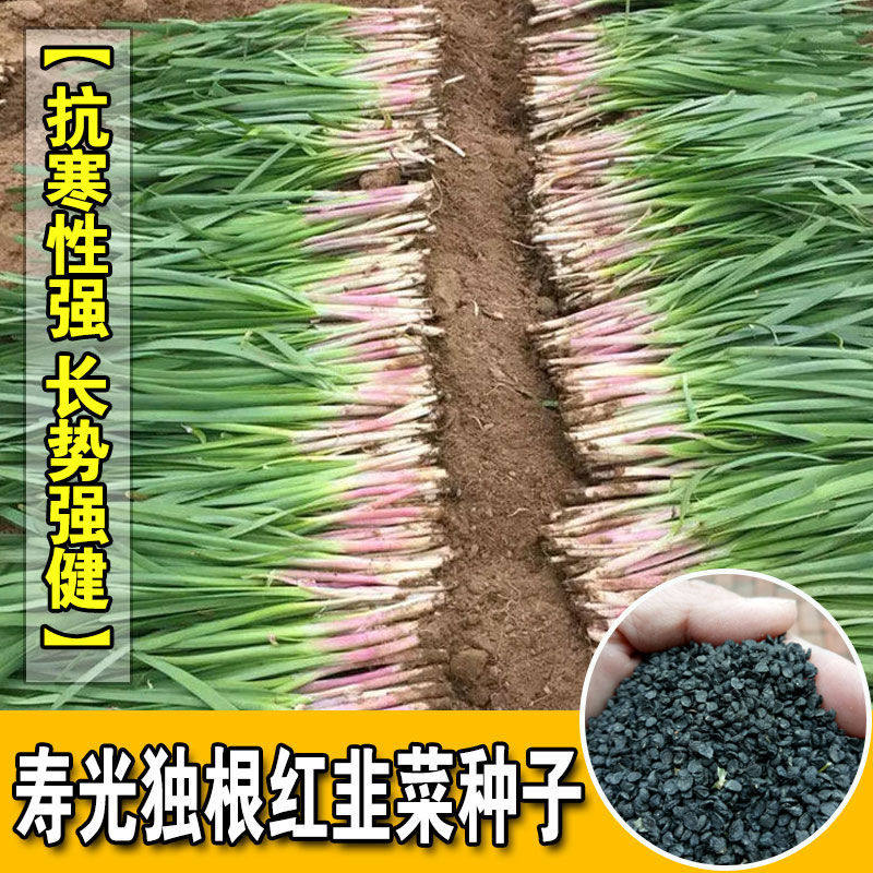 山东蔬菜种子 宽叶独根红韭菜种子寿光地方好的紫根韭菜籽 香味浓