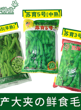 早熟菜毛豆种子种籽农家青黄大豆高产鲜食四季播种蔬菜种籽春秋播