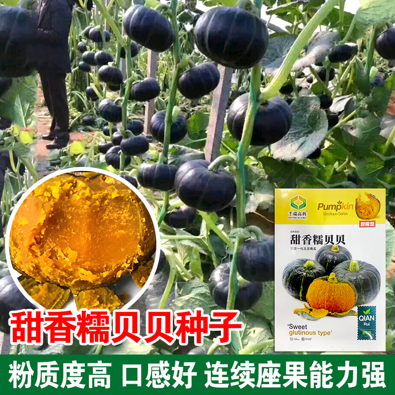 香甜糯贝贝小南瓜种子黑贝贝板栗南瓜籽四季播蜜本南瓜甘面口感好