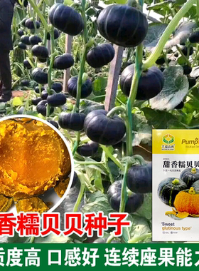 盛丰二号板栗南瓜籽口感好种子