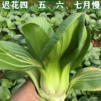 上海油菜高产四季青梗菜蔬菜种子