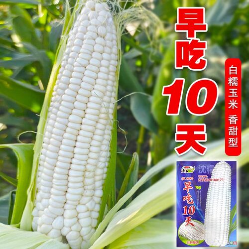 白甜糯种子大全粘玉米种籽子四季高产早熟甜糯早10天甜黏苞米种孑