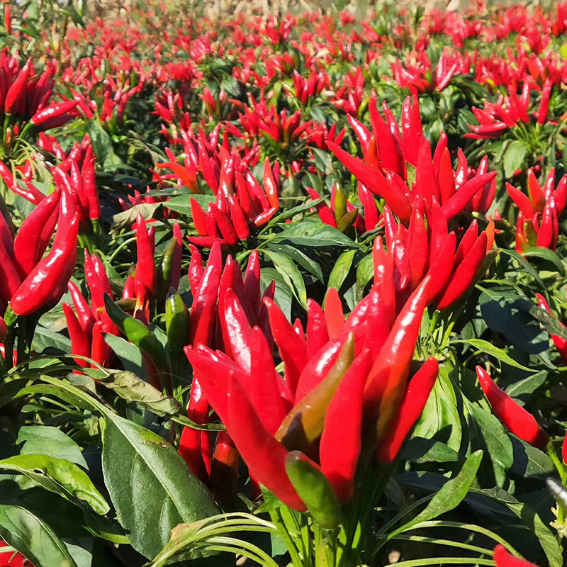 春季原种三樱椒种业蔬菜种子辣椒种子朝天椒种三樱椒阳台种菜蔬菜