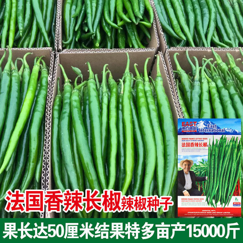 法国香辣长椒f1超长线椒种子春季浓香辣椒杭椒抗病高产果长50cm好