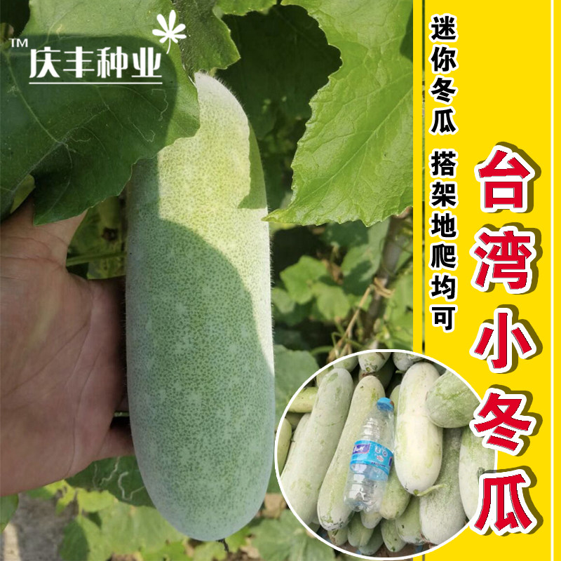 台湾小冬瓜种子 粉皮早熟秋季迷你冬瓜微型冬瓜水果冬瓜种子春季