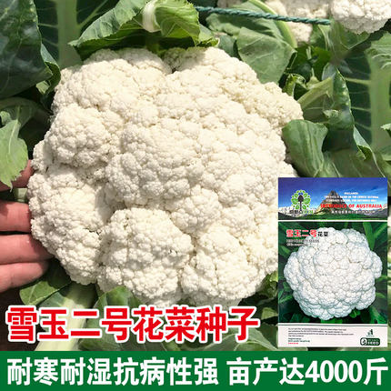 雪玉二号花椰菜种子白菜花种籽春季花菜耐寒耐湿菜花蔬菜种子孑
