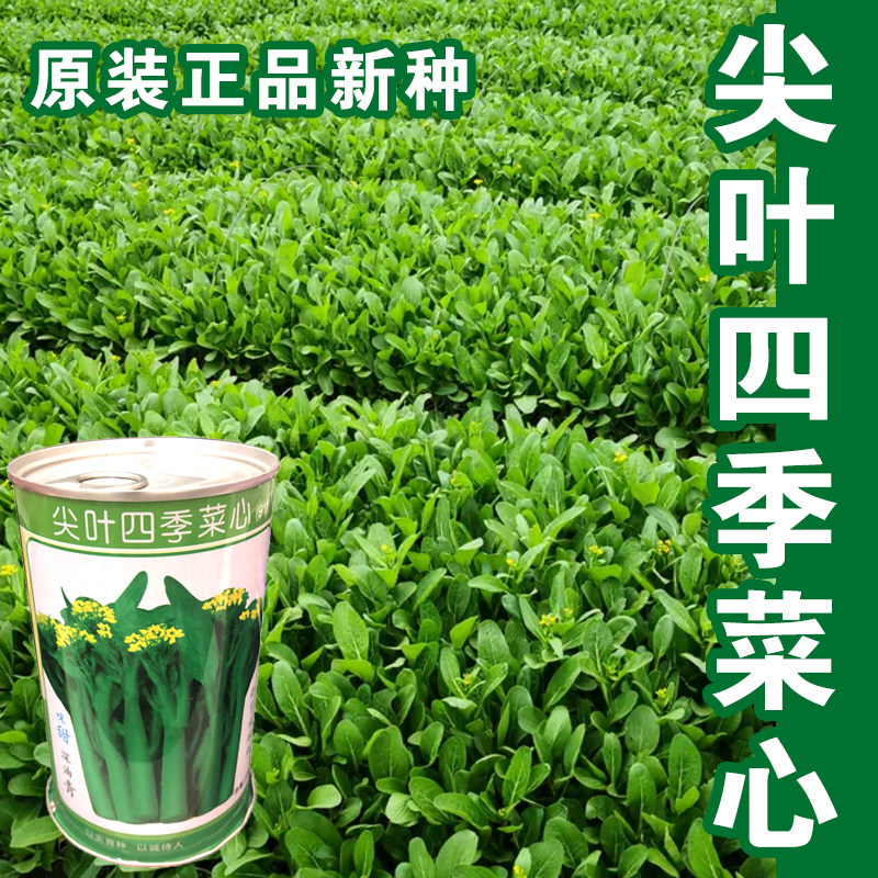 菜心种子增城迟菜心菜苔连州四九油青尖叶甜菜心盆栽四季播蔬菜孑