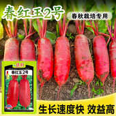 春萝卜种子红萝卜红皮白肉早春红玉2号F1大萝卜种籽抗病蔬菜种孑