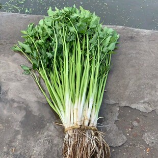 野菜水芹菜种籽山芹种子籽种东北农家小芹蔬菜秋季菜籽菜种孑香