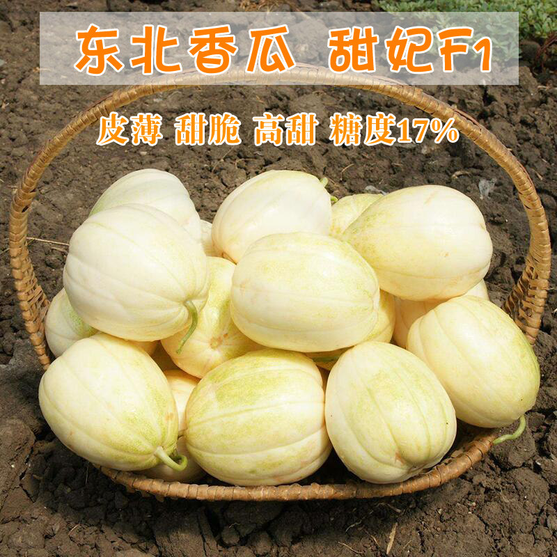 甜妃春早熟杂交黄白皮甜瓜种子高产大田种植香瓜籽四季播亩产万斤