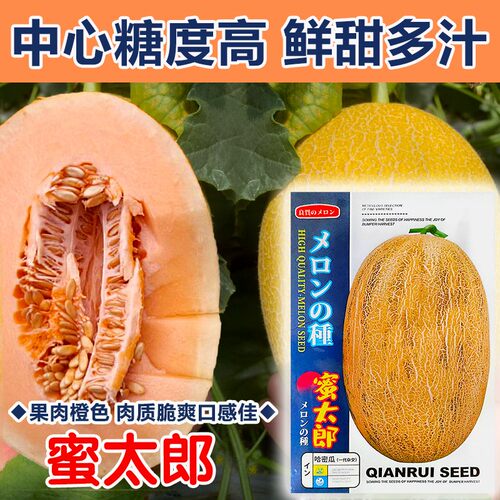 河北庆丰哈密瓜清香蜜甜