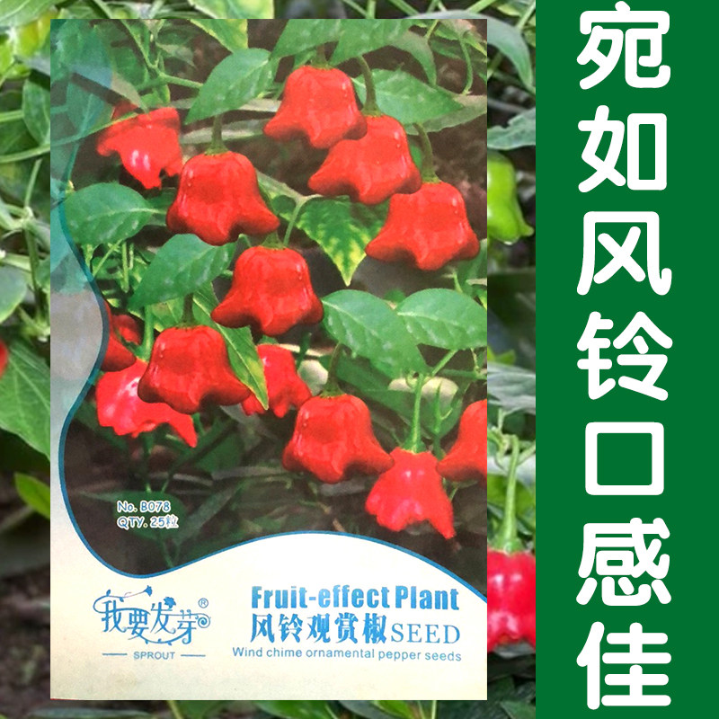 观赏风铃椒种子招财椒元宝红灯笼辣椒种籽盆栽庭院四季播蔬菜种子