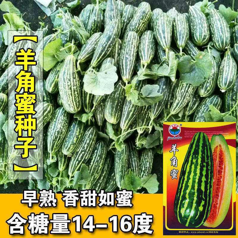 花皮羊角蜜甜瓜种子香酥脆甜羊角酥种籽早熟高产大田基地甜瓜种孑
