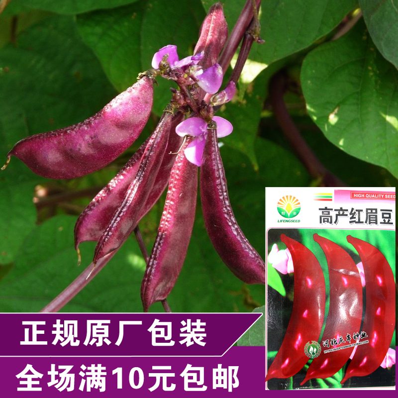 高产红眉豆紫红扁豆 阳台屋顶种菜 家庭盆栽 蔬菜种子 豆角 眉豆