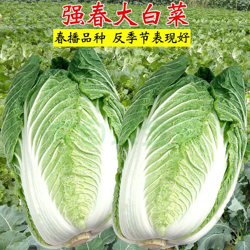 春播大白菜种子强春反季节结球白菜籽菜籽早熟耐抽苔春季蔬菜种孑
