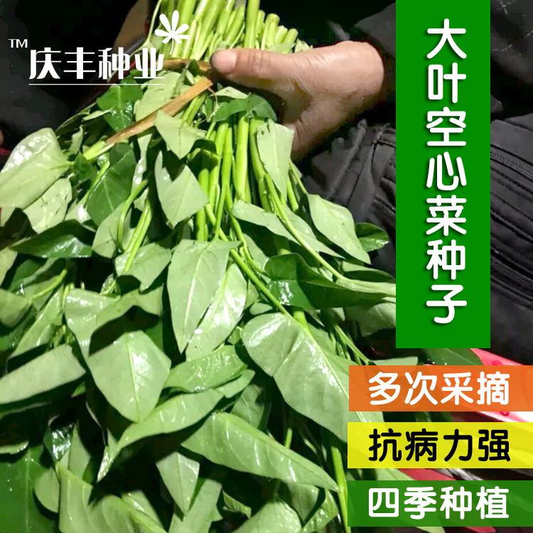 大叶空心菜种子四季播蕹菜籽阳台盆栽家庭院蔬菜种子四季易种绿植