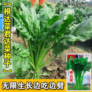 蔬菜种子 根达菜种子 牛皮菜 莙荙菜 君达菜易种四季播厚皮菜