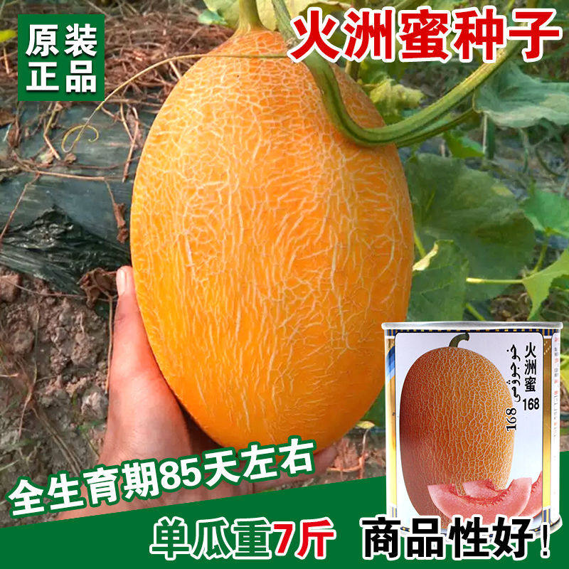 新疆哈密瓜种籽香瓜甜瓜种子超甜网纹高糖四季春季易种植特大正品