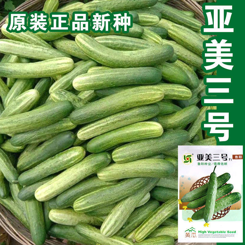 亚美三号黄瓜种子杂交新品种燕白黄瓜种子春秋四季播蔬菜黄瓜种子