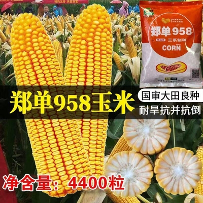 高产饲料玉米种子高产量郑单958郑丹杂交种籽孑特大南方正品良种