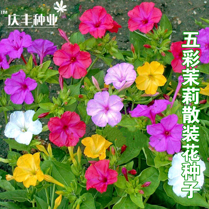 花种子 四季播盆栽植物 五彩香茉莉种子 各地可种植种子