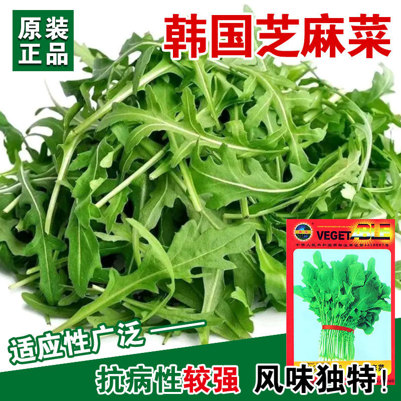芝麻菜种子春秋季播种特菜野菜籽割多茬四季高产大叶臭菜蔬菜种孑