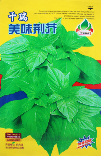 美味荆芥阳台盆栽食用速生种子