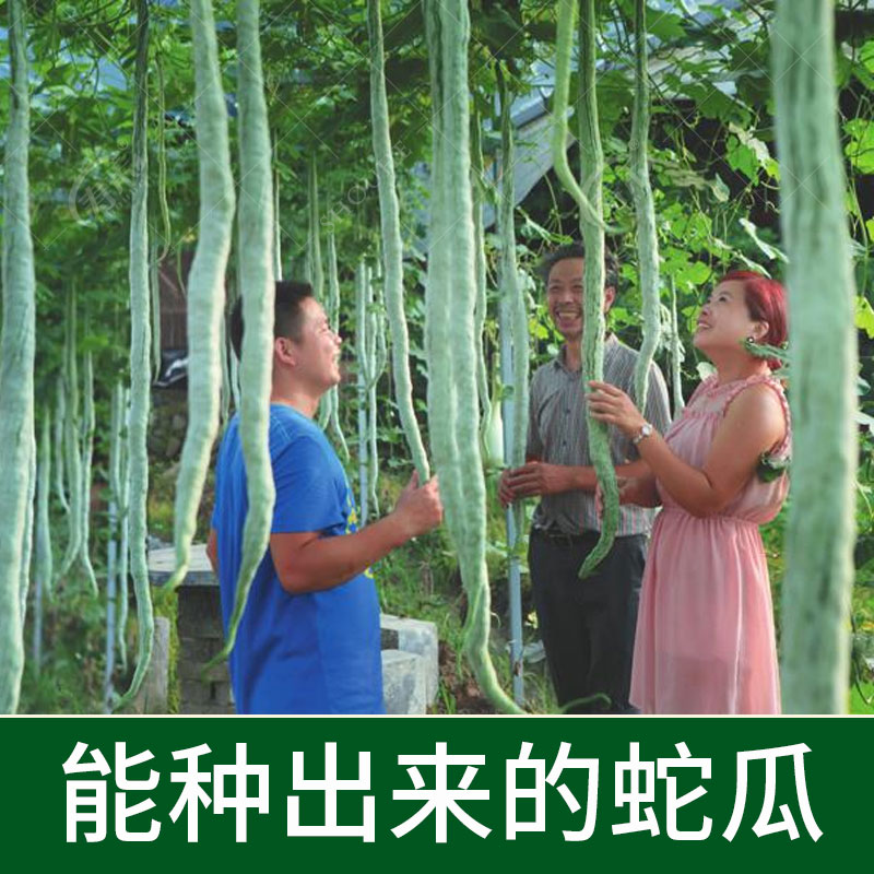 蛇豆蛇瓜种子 蛇形长豆角 秋播种子 四季蔬菜种子秋季种 口感好