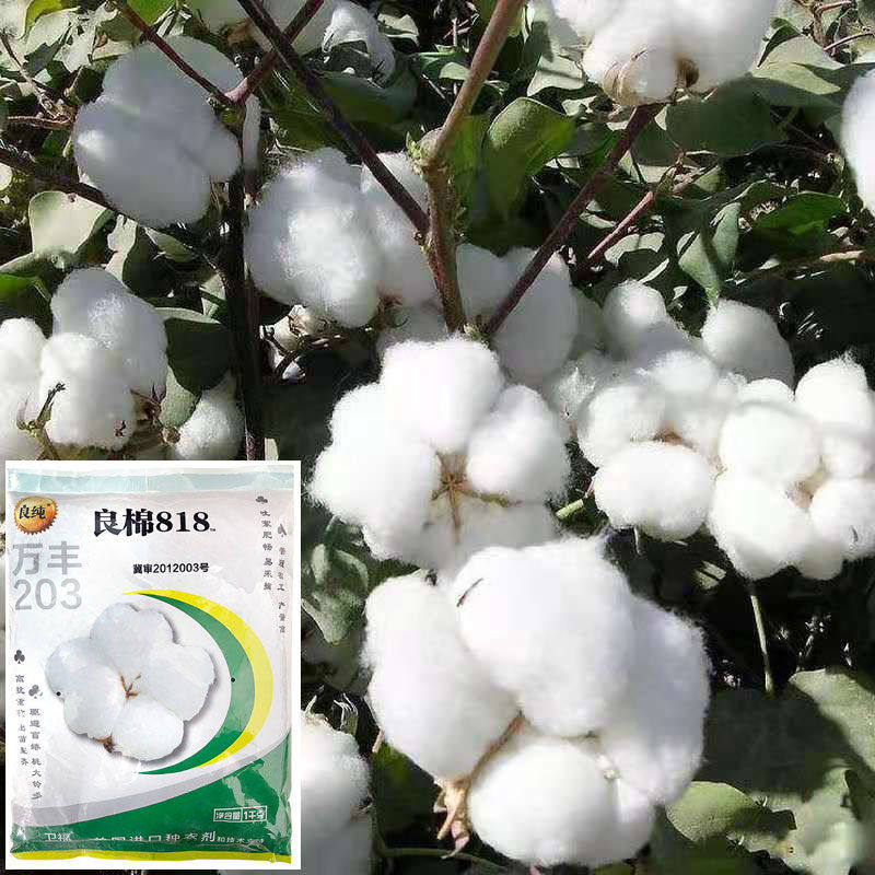 良棉818棉花种籽高产杂交棉高产大田种植种孑抗虫大桃铃棉花种子,鲜花速递/花卉仿真/绿植园艺,家庭园艺种子,淘宝优惠券,粉丝福利购,淘宝优惠卷