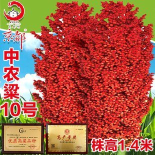 中农粱10号红高粱种子红缨子红糯矮杆高产春季大田抗旱高梁孑