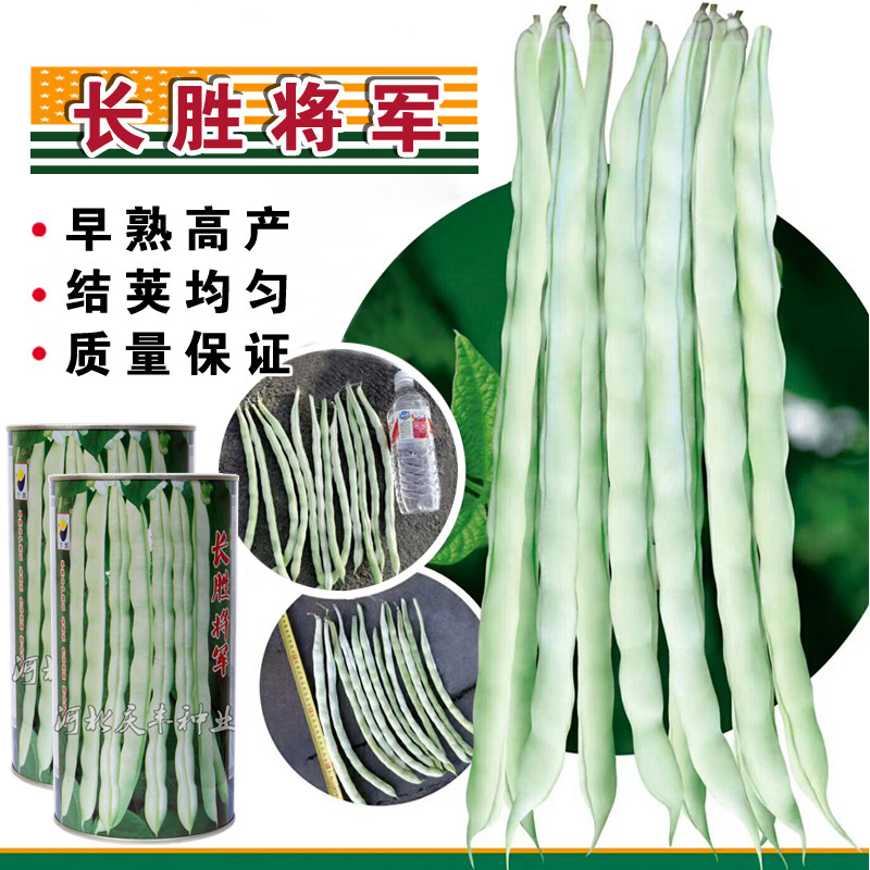 长胜将军 九粒白芸豆种子豆角架豆四季豆种蔬菜春季秋季耐寒耐热