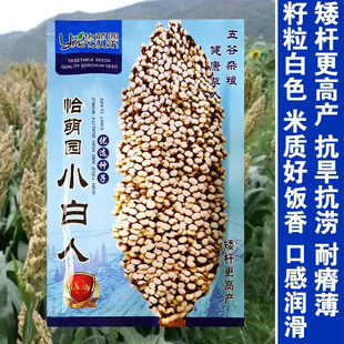 怡萌园小白人白高梁种子食用矮高粱种子高产春播白高粱种子