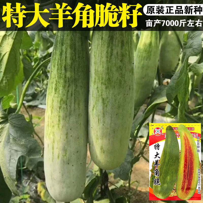 特大羊角脆种子观果甜脆羊角脆蜜甜瓜种子春季酥脆可口秋季各地播