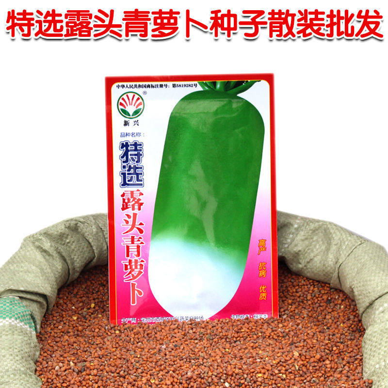 露头青萝卜种子 蔬菜种子大萝卜种子 露天大棚基地不糠心绿瓤甜脆