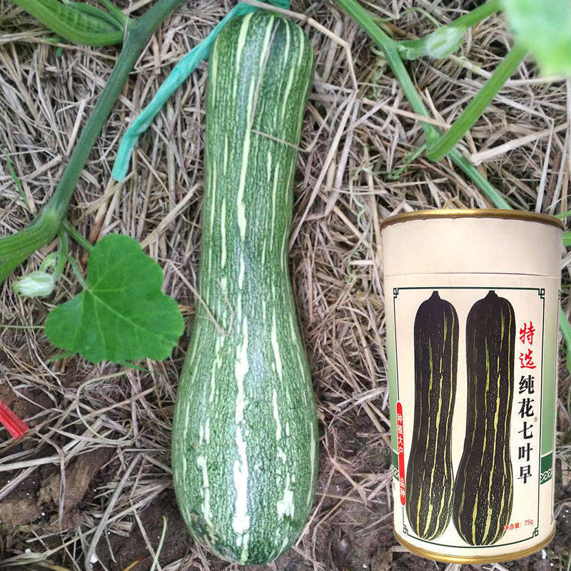 特选纯花七叶早熟南瓜种子嫩瓜脆甜老瓜甜密吊瓜种籽高产蔬菜种孑