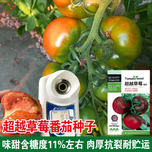 超越草莓水果番茄种子草莓柿子铁皮绿腚大西红柿籽四季 蔬菜种子籽