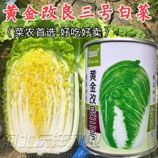 黄金改良三号大白菜种子50克罐装秋季蔬菜种籽黄心大白菜种子籽